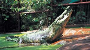 عميد تماسيح العالم يحتفل بعيد ميلاده الـ 120 (صور)