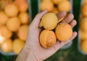 هذا ما يحدث لقلبك عند تناول المشمش.. مفاجأة 