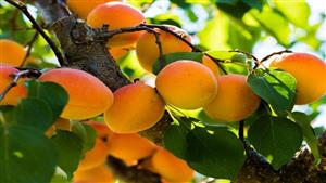 هذا ما يحدث للكبد والكلى عند تناول المشمش.. مفاجأة