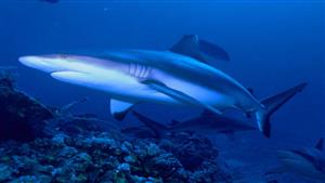 هذا ما يميزها.. ما أنواع أسماك القرش في البحر الأحمر؟