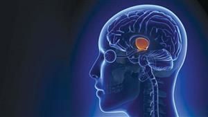 مفعولها سحري.. أطعمة تحسن عمل الدماغ