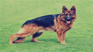 كلاب "بيانكي" تُثير الذعر في الإسكندرية.. 21 مصابًا في 48 ساعة