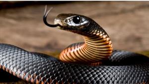 رعب وفزع بين الركاب.. هذا ما حدث عند ظهور ثعبان داخل قطار من أمريكا لبريطانيا