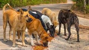 احذر.. شيء واحد لا يجب عليك فعله إذا قابلت كلبًا ضالًا