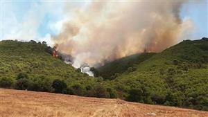 حرائق الغابات المميتة في دول البحر المتوسط تقتل أكثر من 40 شخصًا