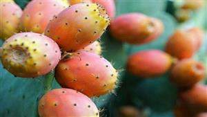  ما علاقة تناول التين الشوكي بمرض السكري؟