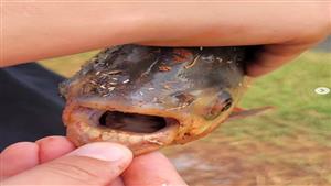  سلالة نادرة.. أسماك بأسنان شبيهة بالبشر (صور)