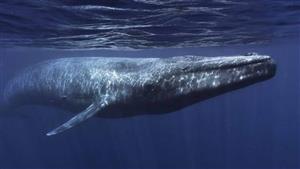 نجا من الموت بأعجوبة.. غواص يروي تفاصيل ابتلاعه من حوت ضخم