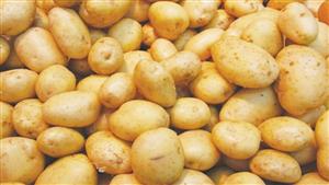 12.5 جنيه لكيلو البطاطس بسوق الجملة اليوم الأحد