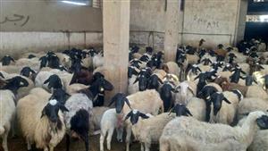 الزراعة: تحصين أكثر من 1.3 مليون رأس ماشية ضد الجلد العقدي وجدري الأغنام