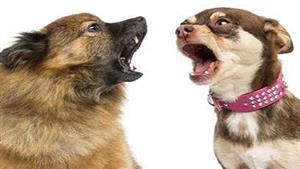  تفسير حلم نباح الكلاب في المنام.. وعلاقته بالسُمعة  