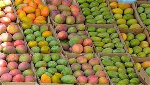 أسعار المانجو ترتفع في الأسواق بعد انتهاء موسم "الأسواني"