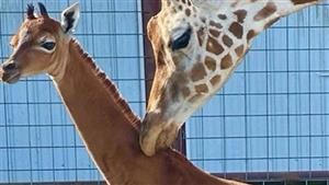 "الوحيدة على الكوكب".. حالة ولادة نادرة لزرافة تشبه الغزال (فيديو)