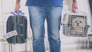 تعرف على اجراءات اصطحاب الحيوانات الأليفة مع الركاب أثناء السفر