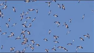 آلاف الطيور المهاجرة تزين سماء جنوب سيناء (صور)