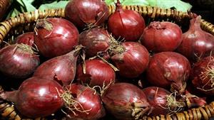 نقيب الزراعيين: زيادة تصدير 200 ألف طن بصل عن العام الماضي أدى لارتفاع الأسعار