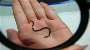 فيديو: ثعبان داخل ثمرة فلفل.. ما الحقيقة؟