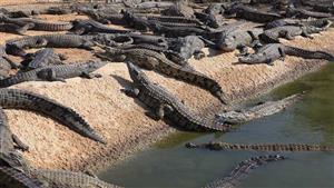 هروب 70 تمساحًا جراء فيضانات جنوب الصين (فيديو)