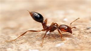 بـ3 مكونات سحرية.. طريقة فعالة للقضاء على النمل نهائيا في الصيف