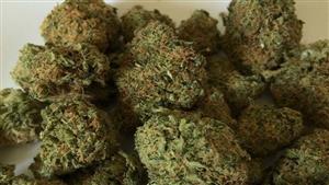 ضبط 311 متهمًا بحوزتهم 229 كجم مخدرات في يوم واحد