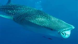 بعد رصده في مرسى علم.. 10 معلومات عن القرش الحوتي (فيديو وصور)