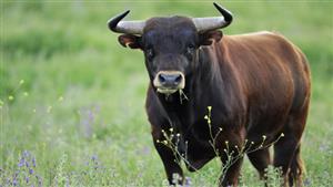 ثور يقتل سيدة في الفيوم.. والتحريات الأولية: ماتت أثناء محاولة إنقاذ زوجها