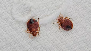 معركة قضائية.. "بق الفراش" يشعل أزمة في فنادق لاس فيجاس