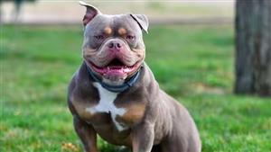 دراسة مثيرة للجدل: هل تفهم الكلاب لغة البشر؟