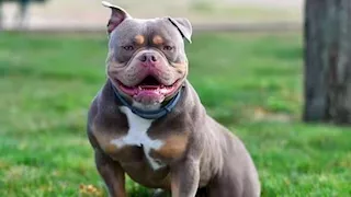 تطعيم الكلاب الحرة.. بيطري قنا يشن حملة موسعة لمكافحة السعار 