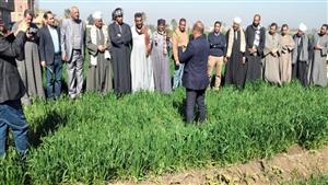 الزراعة : حصاد الفرق الإرشادية الريفية للمحاصيل الشتوية في 13 محافظة 