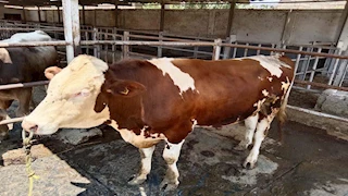 الزراعة: إصدار أكثر من 700 ترخيص لأنشطة الإنتاج الحيواني والداجني خلال أبريل