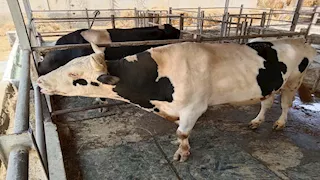 "الزراعة": إصدار أكثر من 800 ترخيص تشغيل لأنشطة الإنتاج الحيواني في نوفمبر