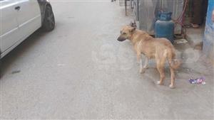 بعض الضحايا تحت الملاحظة.. كلب ضال يعقر 6 أشخاص في بني سويف