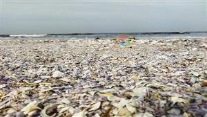 "ألقت آلاف القواقع".. الأمواج ترسم لوحات فنية من المحار على شواطئ بورسعيد- صور