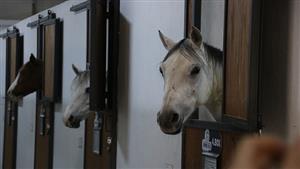 فندق "5 نجوم" في تركيا للخيول فقط.. ما قصته؟