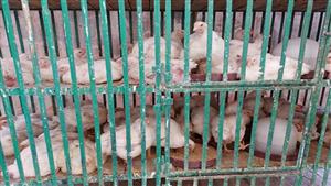 نصائح مهمة من الزراعة لحماية الطيور من ارتفاع درجات الحرارة