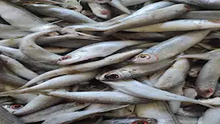 ارتفاع الكابوريا.. أسعار الأسماك والمأكولات البحرية في سوق العبور اليوم