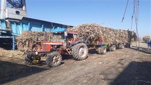 موسم الخير.. شاهد رحلة القصب من الأرض لمصنع السكر في أسوان- فيديو وصور