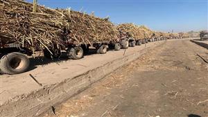 التموين: التعاقد على 34 ألف فدان قصب لتوريد 950 ألف طن لصالح مصنع أرمنت- فيديو