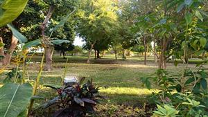 800 نوع من الزراعات النادرة.. جزيرة النباتات في أسوان تتزين لاستقبال المحتفلين بعيد الميلاد