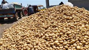 معهد بحوث البساتين ينفي رش البطاطس عند تخزينها بمواد مسرطنة