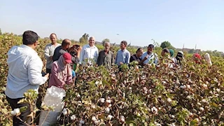 معهد القطن يكشف تأثير هبوط الأسعار عالميًا على المساحات المزروعة