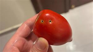 "هل لدغها ثعبان؟".. مقطع صوتي يثير الجدل بشأن الثقوب السوداء للطماطم وخبير يرد