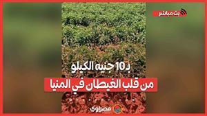 بـ 10 جنيه الكيلو من قلب الغيطان في المنيا.. متى تنخفض أسعار الطماطم؟