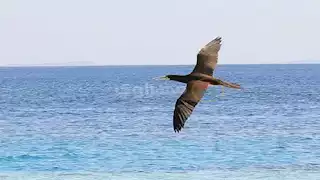 دون طعام أو نوم.. كيف تسافر الطيور المهاجرة لأيام دون توقف