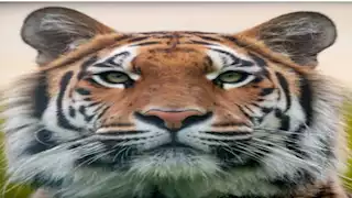 هاجم 3 عمال.. لن تتوقع ما فعله نمر استيقظ من المخدر "فيديو"