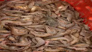 إطلاق الدفعة الرابعة من يرقات الجمبري في بحيرة قارون