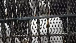 واقعة صادمة في المغرب.. رجل يخنق والدته حتى الموت والسبب صادم 