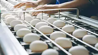 ارتفاع أسعار البيض اليوم الأربعاء بالأسواق (موقع رسمي)