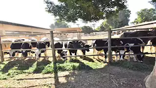 "الزراعة": تصدر 347 ترخيصًا لمشروعات الثروة الحيوانية والداجنة خلال 15 يومًا